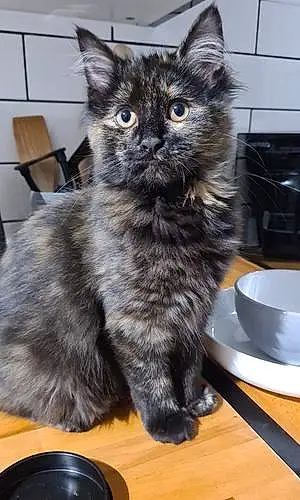 Name British Shorthair Cat Doja