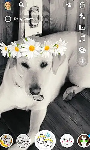 Flower Labrador Retriever Dog Sissy