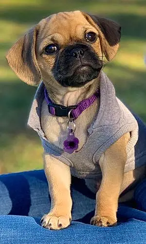Name Pug Dog Lilac