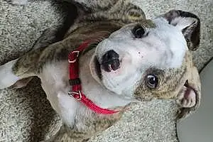 Name Pitt Bull Terrier Dog Koa