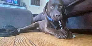Name Labrador Retriever Dog Capone