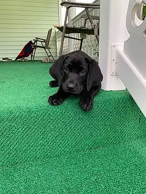 Name Labrador Retriever Dog Leah