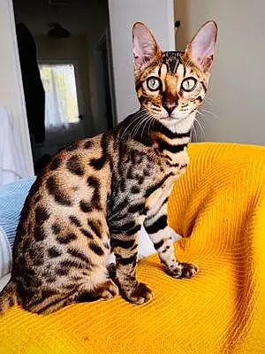 Bengal Cat Samson