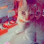 Cat, Felidae, Carnivore, Pink, Small To Medium-sized Cats, Whiskers, Fawn, Magenta, Art, Tail, Furry friends, Electric Blue, Happy, Petal, Domestic Short-haired Cat, Photo Caption, Paw, Font, Visual Arts