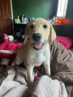Name Labrador Retriever Dog Leon