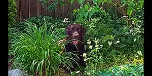 Name Labrador Retriever Dog Forest