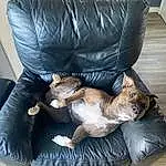 Brown, Comfort, Couch, Cat, Carnivore, Felidae, Fawn, Small To Medium-sized Cats, Companion dog, Living Room, Whiskers, Studio Couch, Dog breed, Furry friends, Chair, Human Leg, Leather, Canidae
