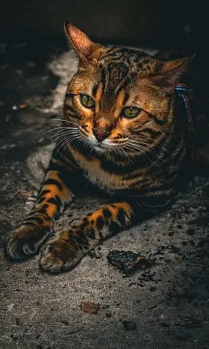 Bengal Cat Mufasa