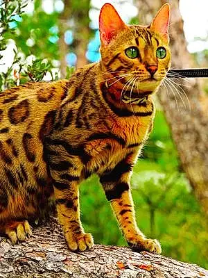 Bengal Cat Sarabi