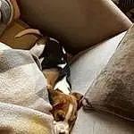 Dog, Comfort, Carnivore, Dog breed, Fawn, Companion dog, Couch, Linens, Hardwood, Working Animal, Nap, Scent Hound, Toy Dog, Wood, Canidae, Sleeper Chair, Room, Non-sporting Group, Slipcover