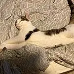 Cat, Comfort, Textile, Carnivore, Felidae, Small To Medium-sized Cats, Whiskers, Snout, Tail, Paw, Domestic Short-haired Cat, Human Leg, Furry friends, Foot, Linens, Claw, Nap, Black & White