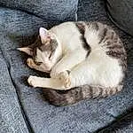 Cat, Carnivore, Comfort, Textile, Felidae, Grey, Small To Medium-sized Cats, Wood, Fawn, Whiskers, Tail, Snout, Paw, Domestic Short-haired Cat, Linens, Furry friends, Claw, Nap, Canidae, Sleep