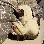 Cat, Comfort, Carnivore, Dog breed, Felidae, Fawn, Companion dog, Small To Medium-sized Cats, Whiskers, Tail, Snout, Linens, Paw, Long Tailed Weasel, Furry friends, Nap, Cat Bed, Claw, Sleep
