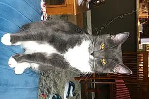Name American Shorthair Cat Greyson