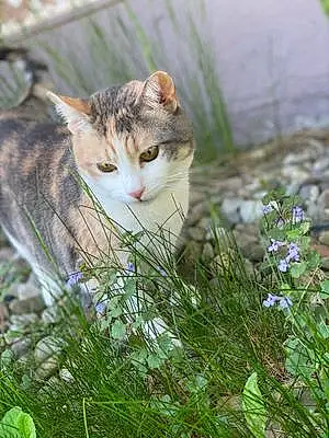 Flower Tabby Cat Whiskers