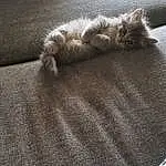 Brown, Cat, Textile, Wood, Comfort, Grey, Felidae, Fawn, Carnivore, Whiskers, Tints And Shades, Small To Medium-sized Cats, Tail, Furry friends, Asphalt, Domestic Short-haired Cat, Shadow, Paw, Hardwood