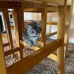 Cat, Window, Wood, Carnivore, Felidae, Stairs, Hardwood, Small To Medium-sized Cats, Tree, Whiskers, Tail, Domestic Short-haired Cat, Chair, Room, Baluster, Wood Stain, Furry friends, Handrail, Daylighting