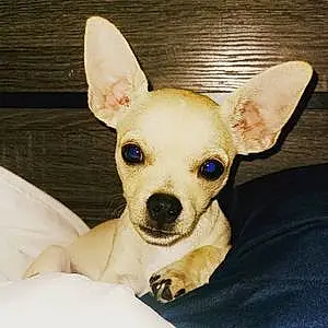 Name Chihuahua Dog Chichi