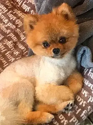 Name Pomeranian Dog Biggie