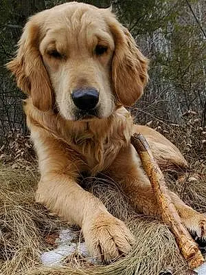 Name Golden Retriever Dog Gideon