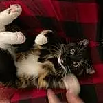 Cat, Felidae, Carnivore, Small To Medium-sized Cats, Comfort, Whiskers, Lap, Snout, Paw, Foot, Tail, Furry friends, Claw, Domestic Short-haired Cat, Nail, Tartan, Curtain, Plaid