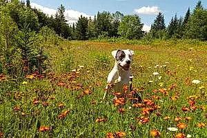 Flower Pitt Bull Terrier Dog Roxy