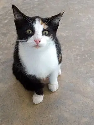 Firstname Cat Callie