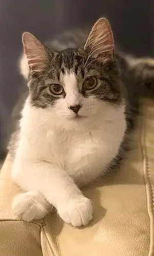 Name British Shorthair Cat Dotty