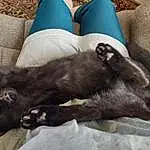Comfort, Carnivore, Couch, Companion dog, Thigh, Working Animal, Cat, Human Leg, Whiskers, Foot, Dog breed, Tail, Furry friends, Domestic Short-haired Cat, Small To Medium-sized Cats, Felidae, Paw, Linens, Black cats, Terrestrial Animal