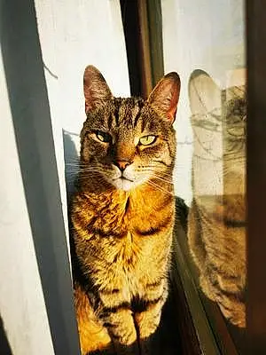 Bengal Cat Benny