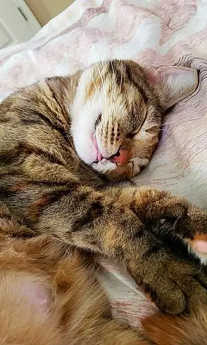 Name American Shorthair Cat Goldie