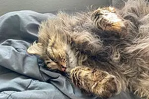 Name Maine Coon Cat Floof