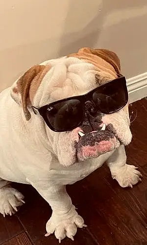 Name Bulldog Dog Capone
