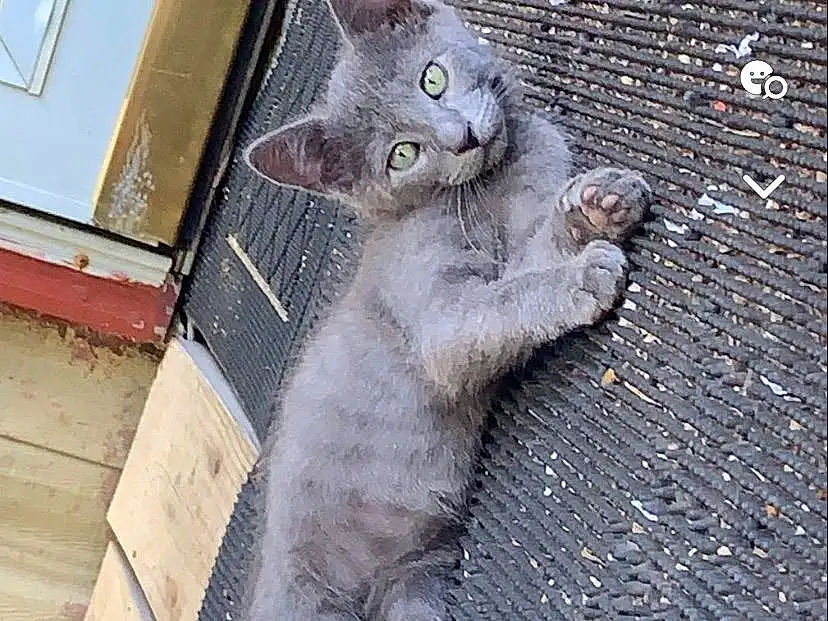 Cat, Carnivore, Felidae, Small To Medium-sized Cats, Grey, Whiskers, Window, Russian blue, Tail, Snout, Curious, Domestic Short-haired Cat, Furry friends, Paw, Road Surface, Terrestrial Animal, Claw, Sitting, Concrete