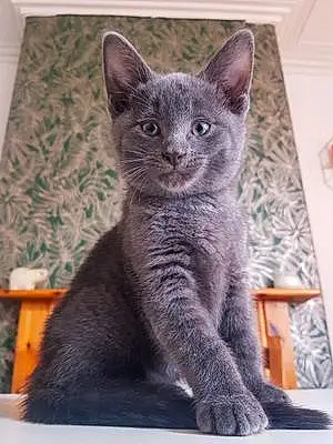 Name Russian Blue Cat Aston
