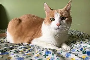Name American Shorthair Cat Jak