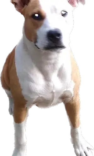 Name Pitt Bull Terrier Dog Brandy