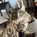 Cat, Felidae, Small To Medium-sized Cats, Carnivore, Whiskers, Drawer, Wood, Tail, Furry friends, Domestic Short-haired Cat, Claw, Terrestrial Animal, Chair, Paw, Picture Frame, Hardwood, Sitting