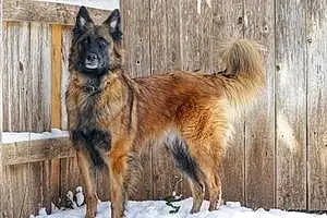 Belgian Shepherd Malinois Dog Major
