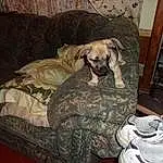 Dog, Dog breed, Comfort, Carnivore, Fawn, Couch, Companion dog, Studio Couch, Military Camouflage, Terrestrial Animal, Dog Supply, Room, Canidae, Guard Dog, Treeing Tennessee Brindle, Linens, Hardwood, Art, Bag