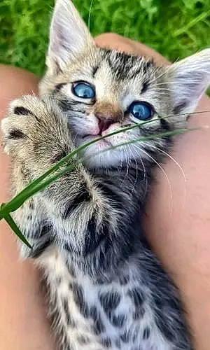 Name Bengal Cat Kora