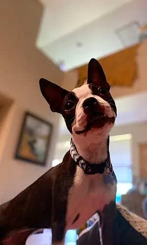 Name Boston terrier Dog Jolie