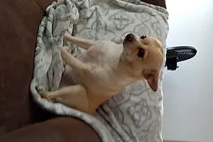 Name Chihuahua Dog Isabella