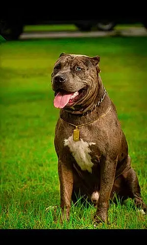 Name Pitt Bull Terrier Dog Capone