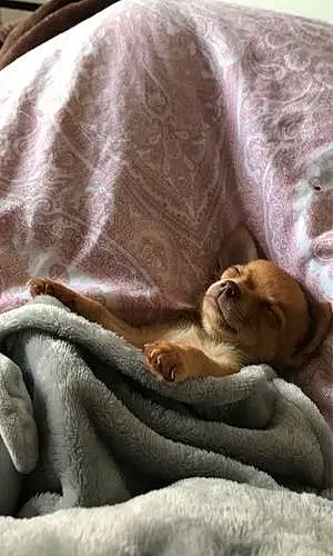 Name Chihuahua Dog Biggie