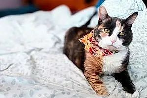 Name Tabby Cat Jellybean