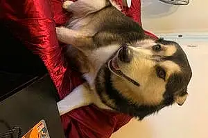 Alaskan Malamute Dog Cuda