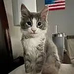Cat, Felidae, Carnivore, Small To Medium-sized Cats, Whiskers, Grey, Snout, Flag, Tail, Domestic Short-haired Cat, Furry friends, Paw, Shelf