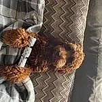 Hairstyle, Wood, Fashion, Comfort, Felidae, Plant, Fawn, Pattern, Furry friends, Feather, Metal, Room, Fashion Accessory, Tree, Human Leg, Linens, Tail, Toy