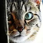 Head, Cat, Eyes, Felidae, Carnivore, Human Body, Small To Medium-sized Cats, Iris, Whiskers, Ear, Snout, Close-up, Terrestrial Animal, Furry friends, Domestic Short-haired Cat, Curious, Eyelash, Photography